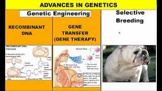 Genetic Engineering and Selective Breeding [upl. by Geis]