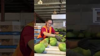 Sorting Honey Gold mangoes [upl. by Emmott]