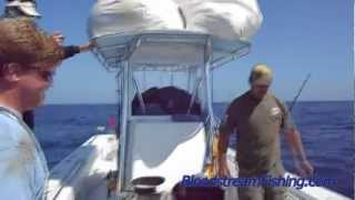 Bloodstream Yellowfin Tuna Fishing Venice Louisiana 2012 Contender 35ST [upl. by Adni396]