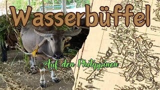 Wasserbüffel Farm auf den Philippinen [upl. by Nyleaj]