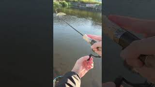 【AREA TROUT FISHING】 20241014 Part4 [upl. by Aerb625]