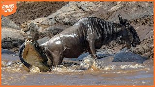 18 Merciless Minutes Nile Crocodile Eating Wildebeest Alive  Animal Fights [upl. by Kaliope]