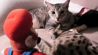 MARIO VS KITTY [upl. by Pinette]