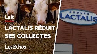 Pourquoi Lactalis va réduire sa collecte de lait en France [upl. by Orvah]