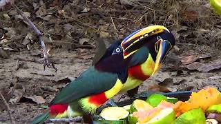 CHESTNUTEARED ARACARI sounds PTEROGLOSSUS CASTANOTIS ARAÇARICASTANHO Free birds in nature [upl. by Sobel]