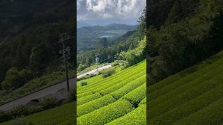 Japanese tea producing regions I visited tea japan ambient [upl. by Rafaelof]