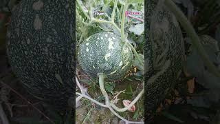 মিষ্টি কুমড়াPumpkinCucurbita moschataFamilyCucurbitaceae plants agriculture lifecraftiqbal [upl. by Rebel449]