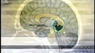 Pineal Gland Dr Rick Strassman on DMT [upl. by Assiralk]