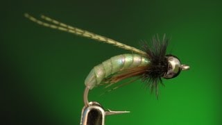 UV Caddis Pupa  Fly tying lesson video tutorial by Curtis Fry [upl. by Ahkihs]