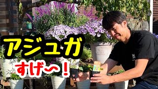 ◆【日陰の助っ人】アジュガ は今植えろ！ [upl. by Aidualk]