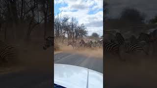 zebra line crossing shortvideo shorts tranding animals zebra wildlife wold [upl. by Aremaj]