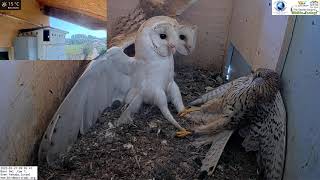 Crazy Wild kestrel attacks barn owls pair inside nest and is lucky she escapes with her life [upl. by Tom5]