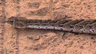 Puff adder poses for camera in the Klaserie [upl. by Gesner926]