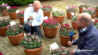 Cyclamen Outdoor varieties  Syngenta Flowers [upl. by Riamo251]