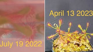 Propagating Drosera madagascariensis using leaf cutting method with update [upl. by Kuster221]