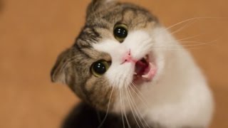 Cats Talk and make funny Noises Compilation [upl. by Werda897]