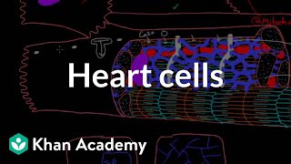 Heart cells up close  Circulatory system physiology  NCLEXRN  Khan Academy [upl. by Asyl505]