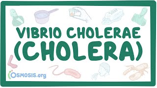 Vibrio cholerae Cholera  an Osmosis Preview [upl. by Schoenberg]