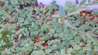 Wild plant food journeys  13 Aegopodium podagraria Ground elder [upl. by Gunilla]