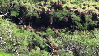 Shot 3 AXIS Deer In 1 Minute  Lanai Hawaii Rifle Hunting [upl. by Nisaj]