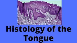 Histology of the Tongue [upl. by Lancaster]