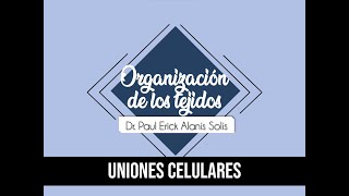 Tipos de tejido  Uniones celulares [upl. by Nie216]