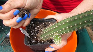 Selenicereus validus Cactus  Care Tips amp Info amp Repotting [upl. by Mandie]