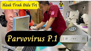 Hành trình điều trị parvovirus Phần 1 [upl. by Ziwot789]