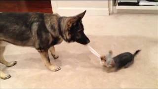 Yorkie and German Shepherd play Tug o War [upl. by Winters]