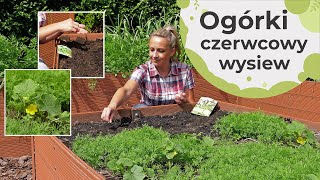 Ogórki wysiew ogórków w czerwcu O czym należy pamiętać [upl. by Grosmark]