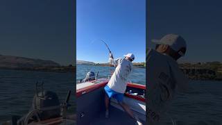 The Sturgeon Wranglers fish fishinglife sturgeon pnw fyp outdoors [upl. by Ynabla952]