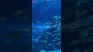 Inside Dubai Aquarium at the Burj Khalifa Sharks Fishes amp More 🦈🌊 [upl. by Nifled888]