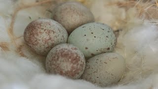 Exploring the Goldfinches and Canarian Eggs [upl. by Viveca]