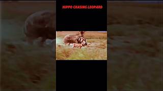 Angry hippo animals trending wildlife shorts hippo leopard [upl. by Nasia]