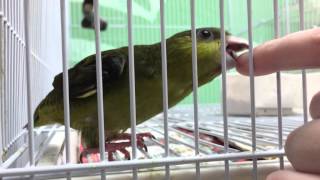 Baby lineolated parakeet [upl. by Jaynell281]