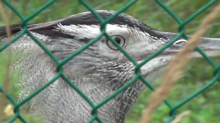 Bird House Outdoor Exhibits  National Zoo  August 1st 2016 [upl. by Siul]