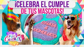 ¡Pasteles para tu perro La experta habla de qué ingredientes se ocupan  ¡Qué Chulada [upl. by Gorges]