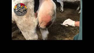 A very large cyst with galoons inside منعربيةالريندر rindertierarztausägypten [upl. by Latimer]