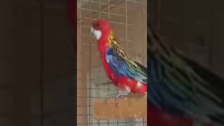 👉🦜Platycercus eximius Rosella multicolor [upl. by Olenolin]