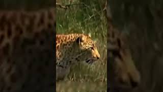 Tiger vs Lion shorts videoviral animals video shortsviral fyp [upl. by Agler420]