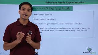 Class 11th – Floral Formula – Fabaceae Family Representation  Tutorials Point [upl. by Llenet520]