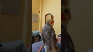 Pet Cockatiel drsayanpal102 birdslover cockateils petlovers handtamedbirds [upl. by Nolahs]