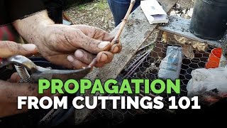 Propagating From Cuttings 101 [upl. by Ilam]