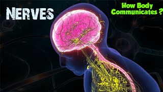 Nerves  Cranial nerves  Spinal nerves  Peripheral nerves  Dheeraj Kumar [upl. by Bohannon795]