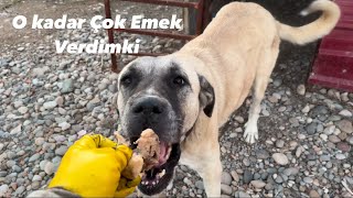 Hamile Köpek Hamilelik Döneminde Nasıl Beslenmeli [upl. by Rubbico]