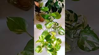 shorts  DIY Money PlantPothos diy moneyplant pothos [upl. by Ahsikan]