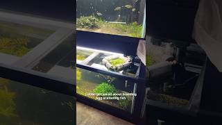 Aquarium Fish Breeding Egg Scatterers Easy Method How To [upl. by Harihs102]