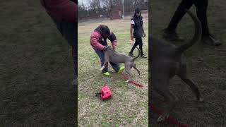 Little Man Fighting 110lbs xl Bully ENDED BAD🫢 bully workingdog dog bitework pitbull shorts [upl. by Nillad613]