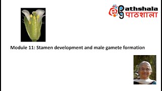 Module 11 Stamen Development and Male Gamete formation EPGPathshala [upl. by Skcirdnek]