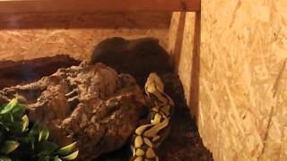 Tiger retic Netzpython vs Meerschwein  guinea pig [upl. by Ynnek]